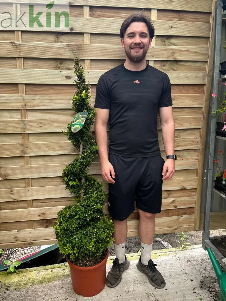 Buxus Spiral 1.4-1.5m | Buxus sempervirens Topiary | Box Spiral One Click Plants
