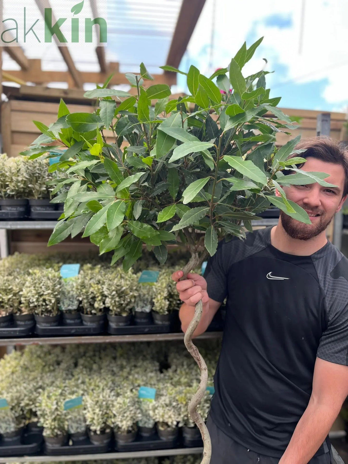 4ft / 5ft Spiral Stem Standard Bay Tree | Laurus nobilis | 110-120cm, 130-150cm One Click Plants