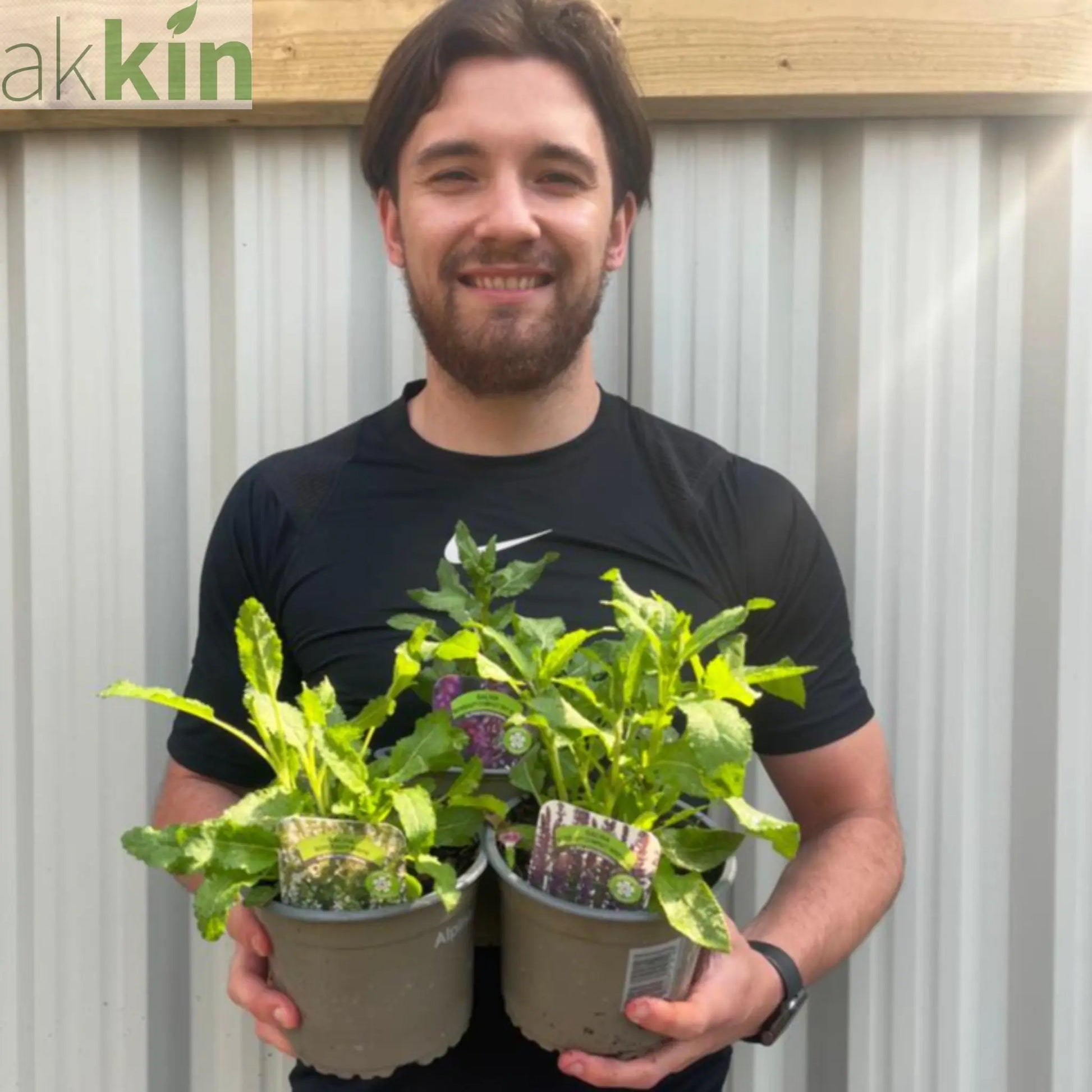 3 x Salvia Perennials 1.5L | 3 Different Varieties One Click Plants