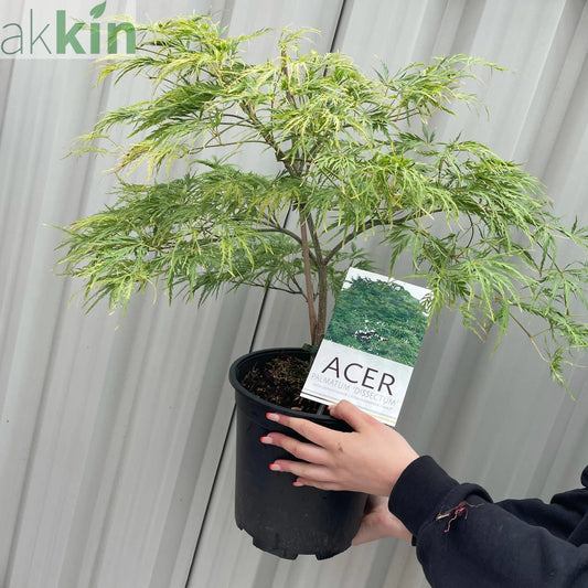 Acer palmatum - 'Dissectum' 7L (70-80cm) One Click Plants
