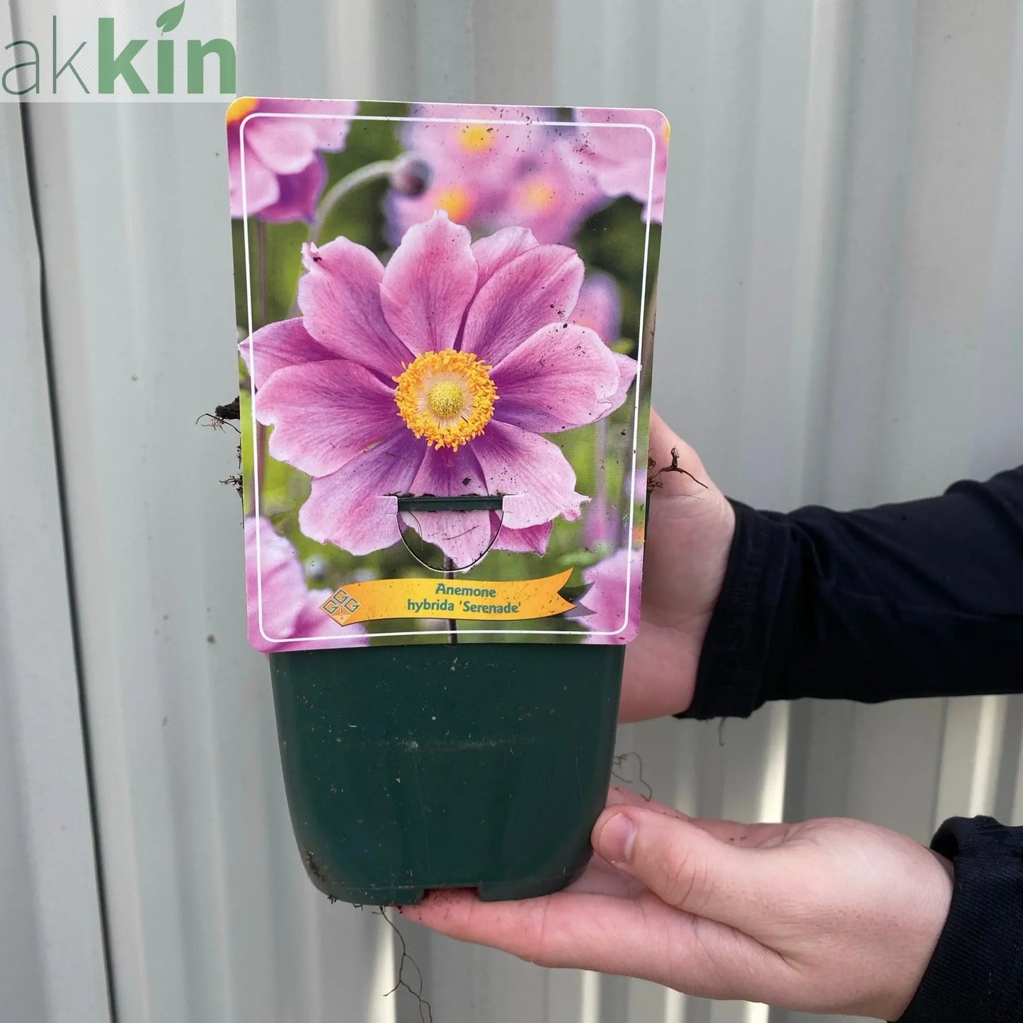Anemone x hybrida 'Serenade' 1L One Click Plants