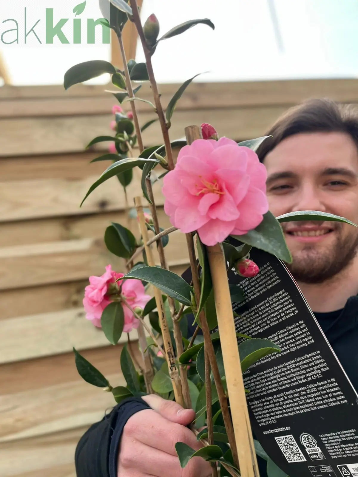 Camellia on frame 'Spring Festival ' 5L (100cm) One Click Plants