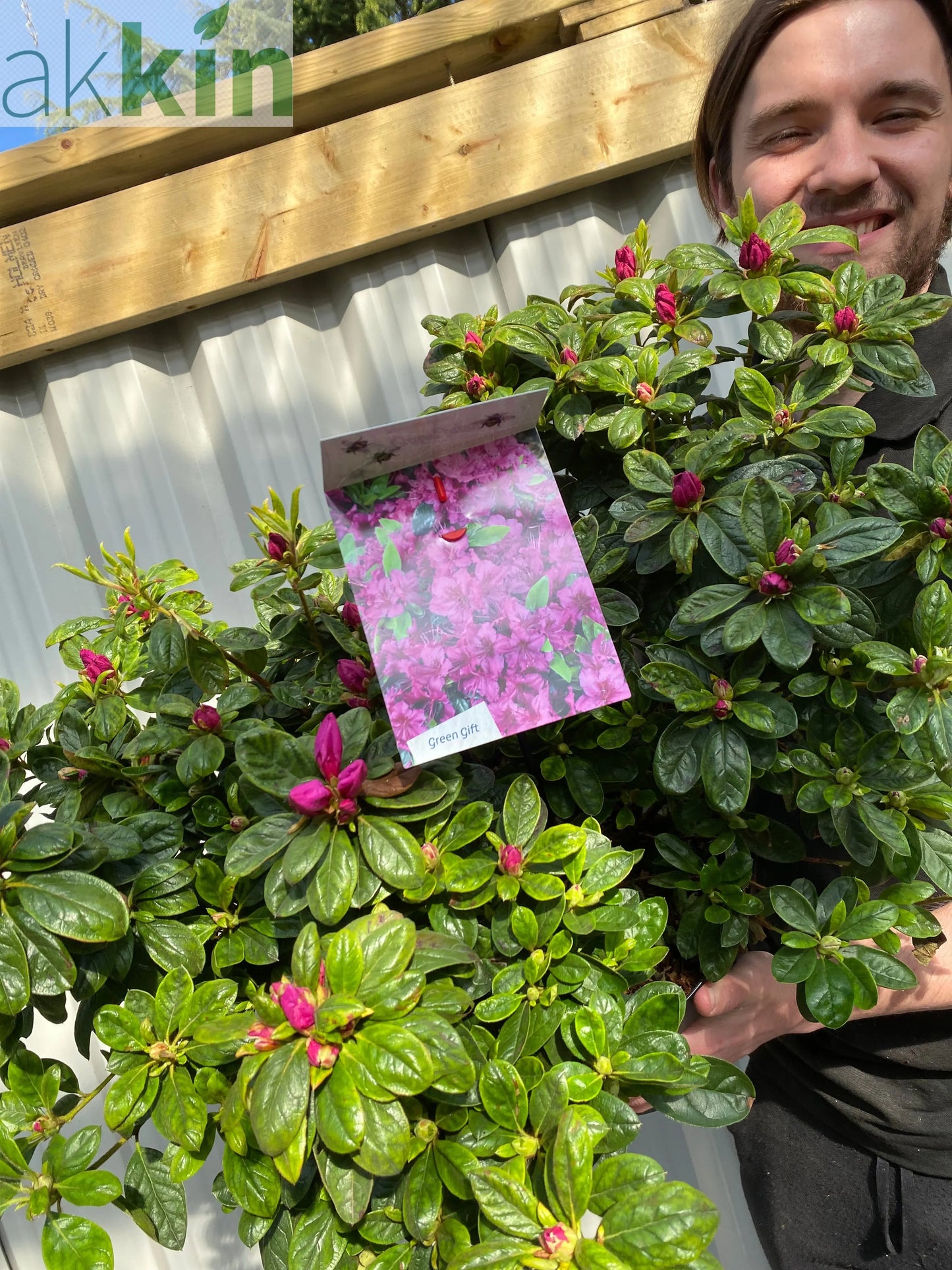 Azalea 'Koningstein' 10L One Click Plants