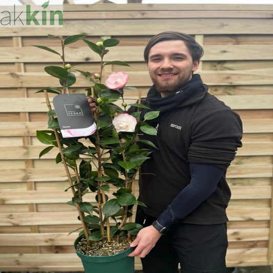 Camellia 'Desire' 9cm / 5L One Click Plants