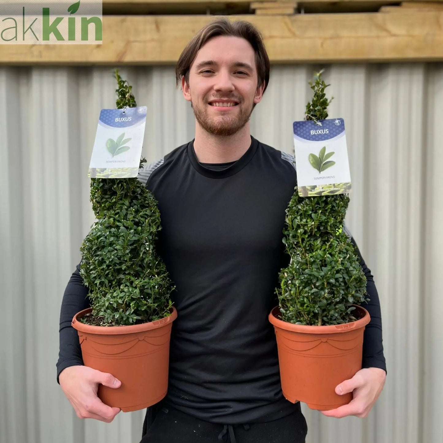 Buxus Spiral | Buxus sempervirens Topiary | Box Spiral One Click Plants