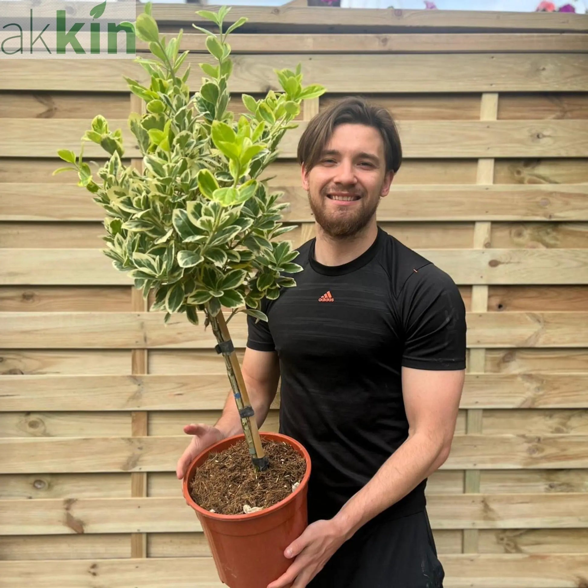 Special offer: Half Standard Euonymus japonica 'Bravo' 100cm (2 for £54.99) One Click Plants