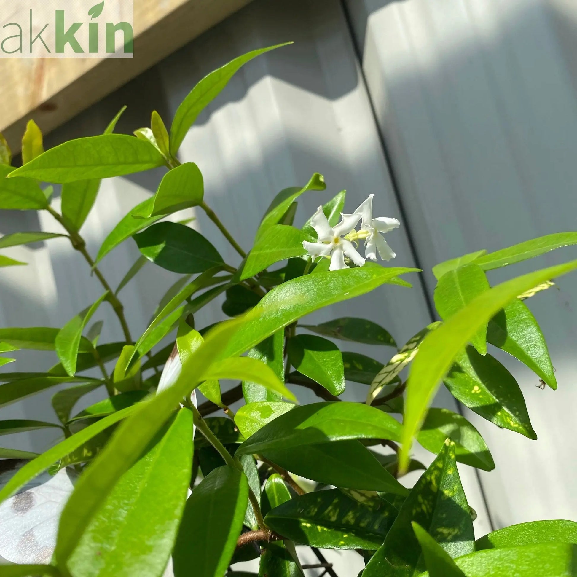 Trachelospermum jasminoides | Evergreen Star Jasmine Cone One Click Plants
