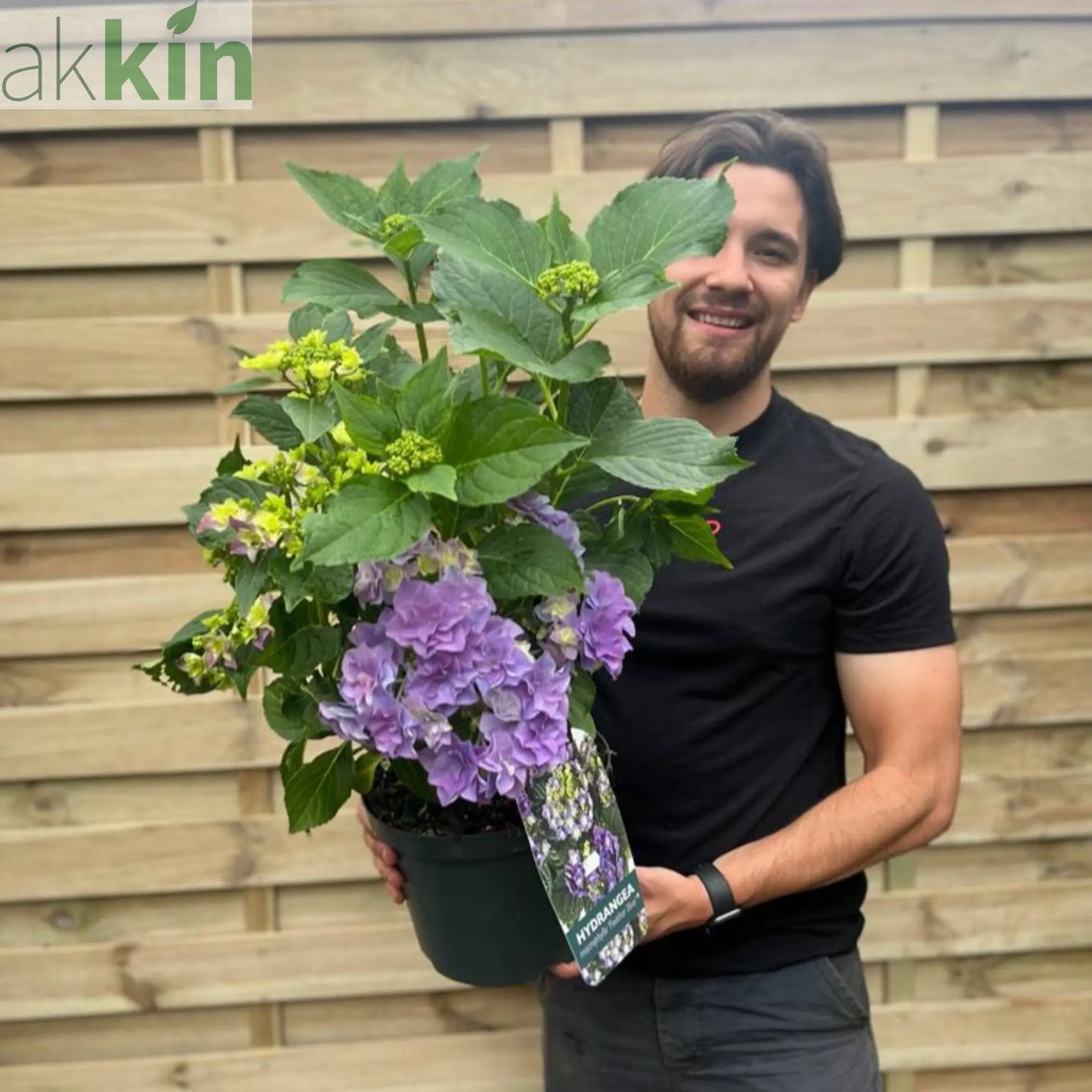 Hydrangea macrophylla 'Feather Blue' 5L One Click Plants