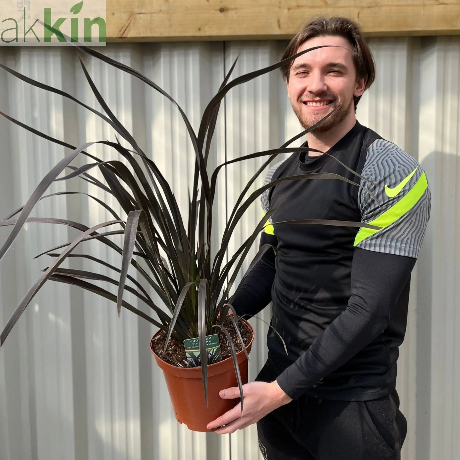 Phormium 'Platts Black' 3L/5L/10L One Click Plants