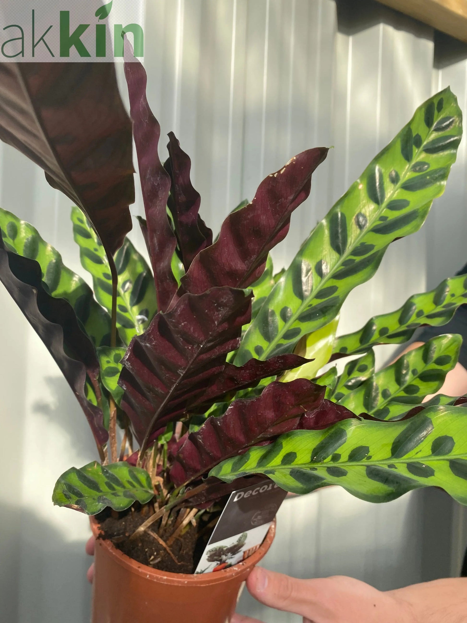 Calathea lancifolia 50cm One Click Plants
