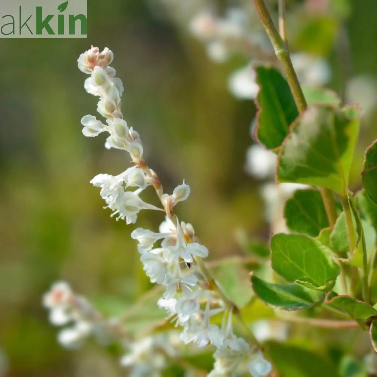 Fallopia baldschuanica  - Russian Vine One Click Plants