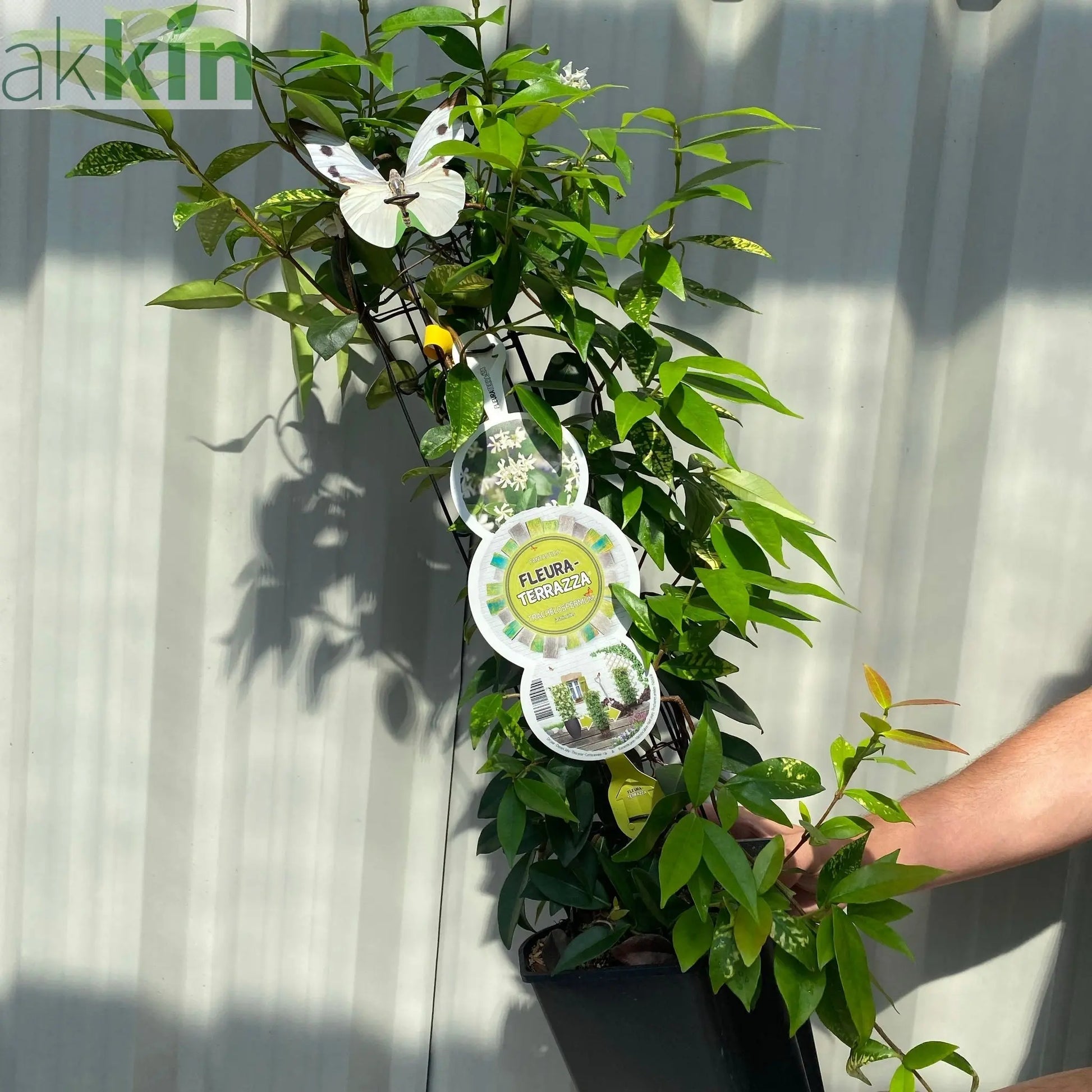 Trachelospermum jasminoides | Evergreen Star Jasmine Cone One Click Plants