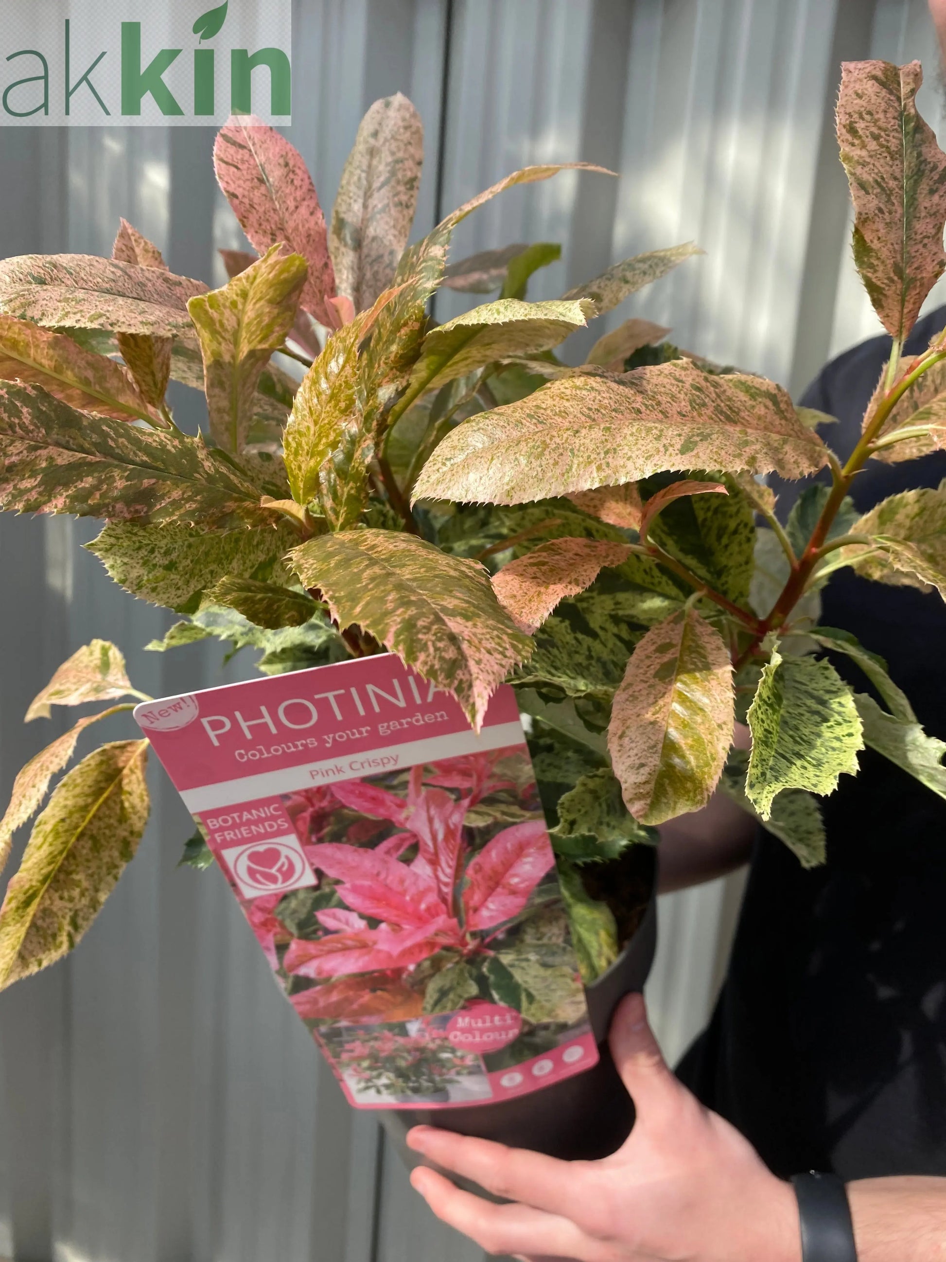 Photinia serratifolia 'Pink Crispy' 3L (Multibuy Offers Available) One Click Plants