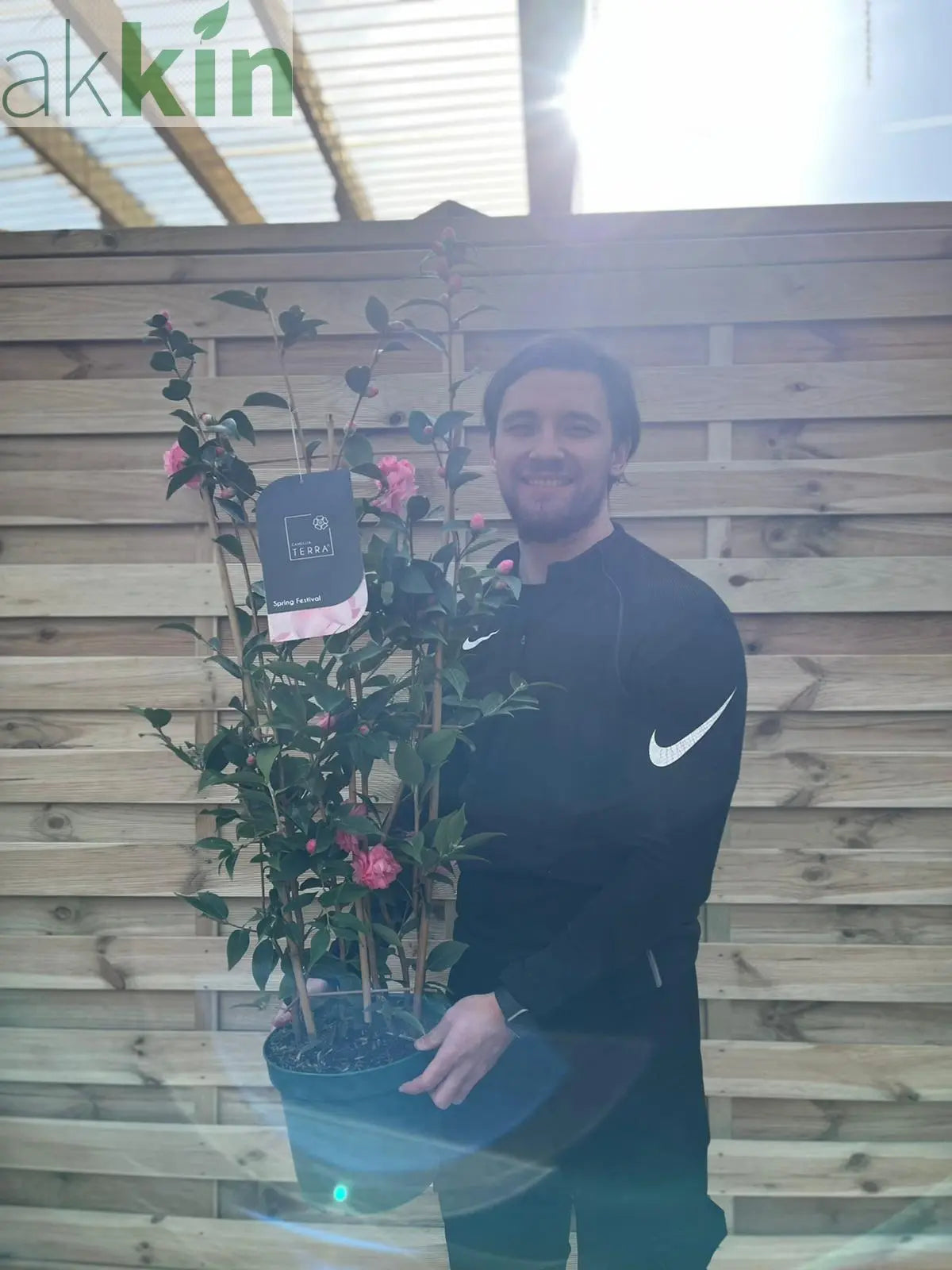 Camellia on frame 'Spring Festival ' 5L (100cm) One Click Plants