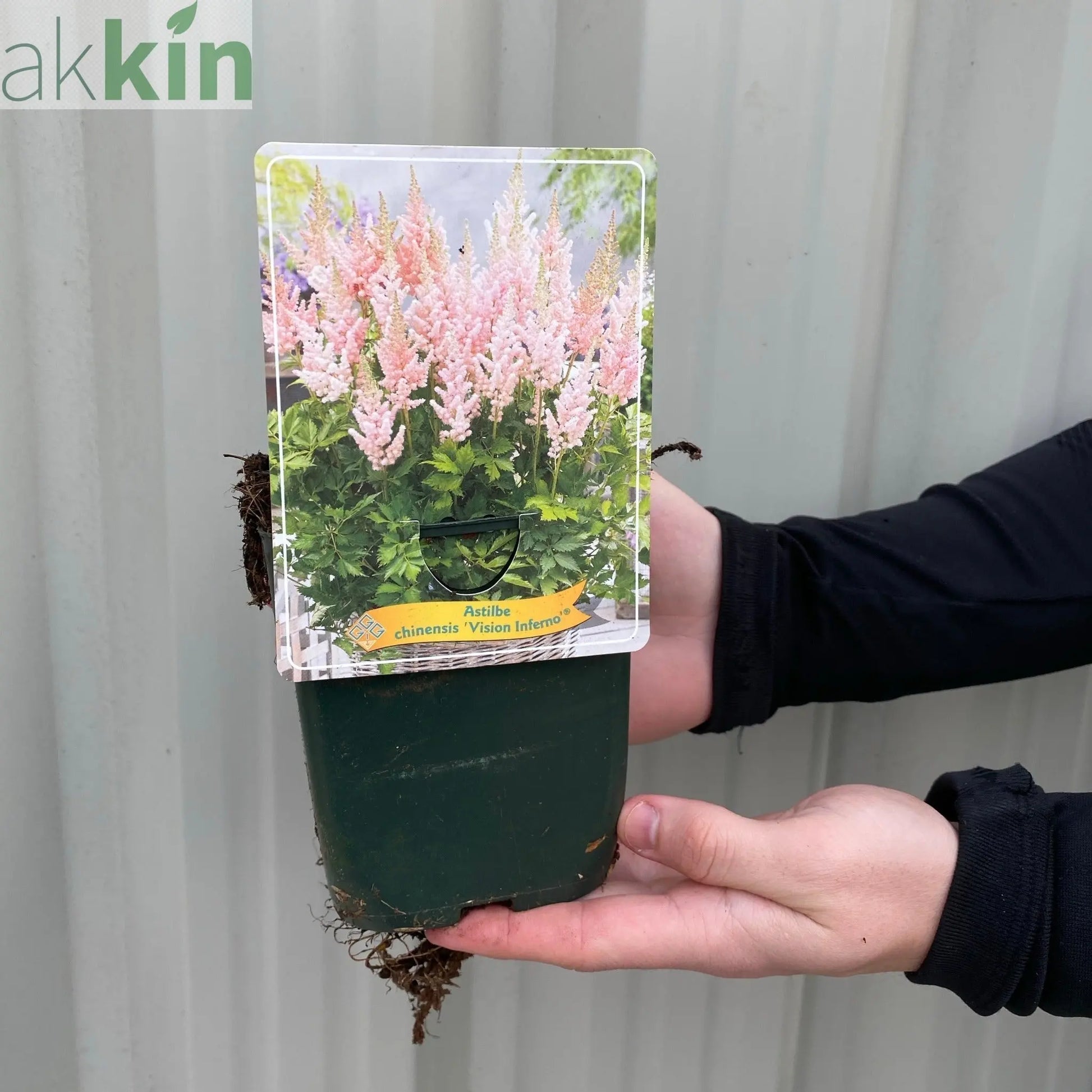 Astilbe 'Vision Inferno' Pink - 1.5L One Click Plants