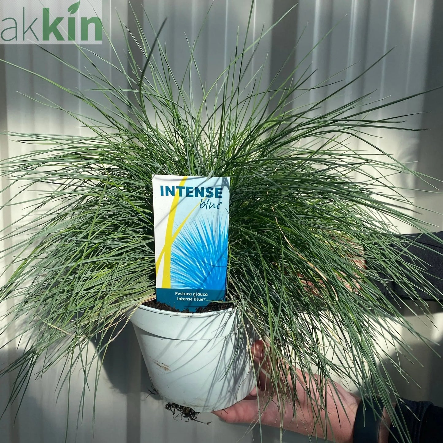 Blue Grass - Festuca Elijah Blue One Click Plants