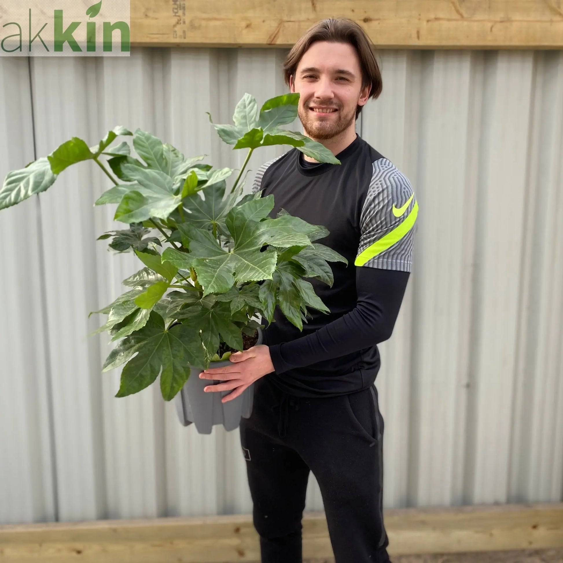 Fatsia japonica 9cm-5L One Click Plants