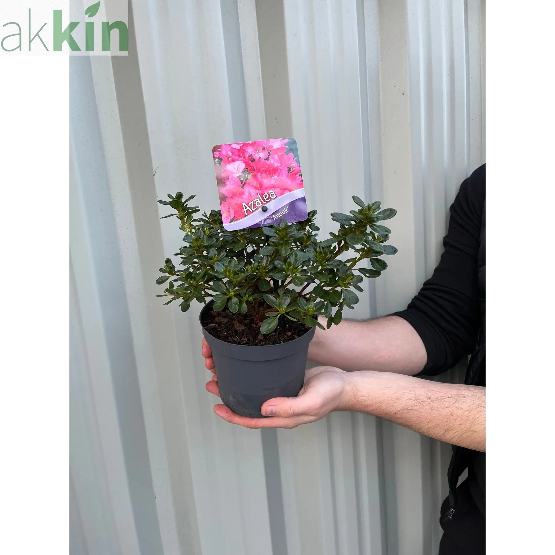 Azalea 'Anouk' 1L One Click Plants