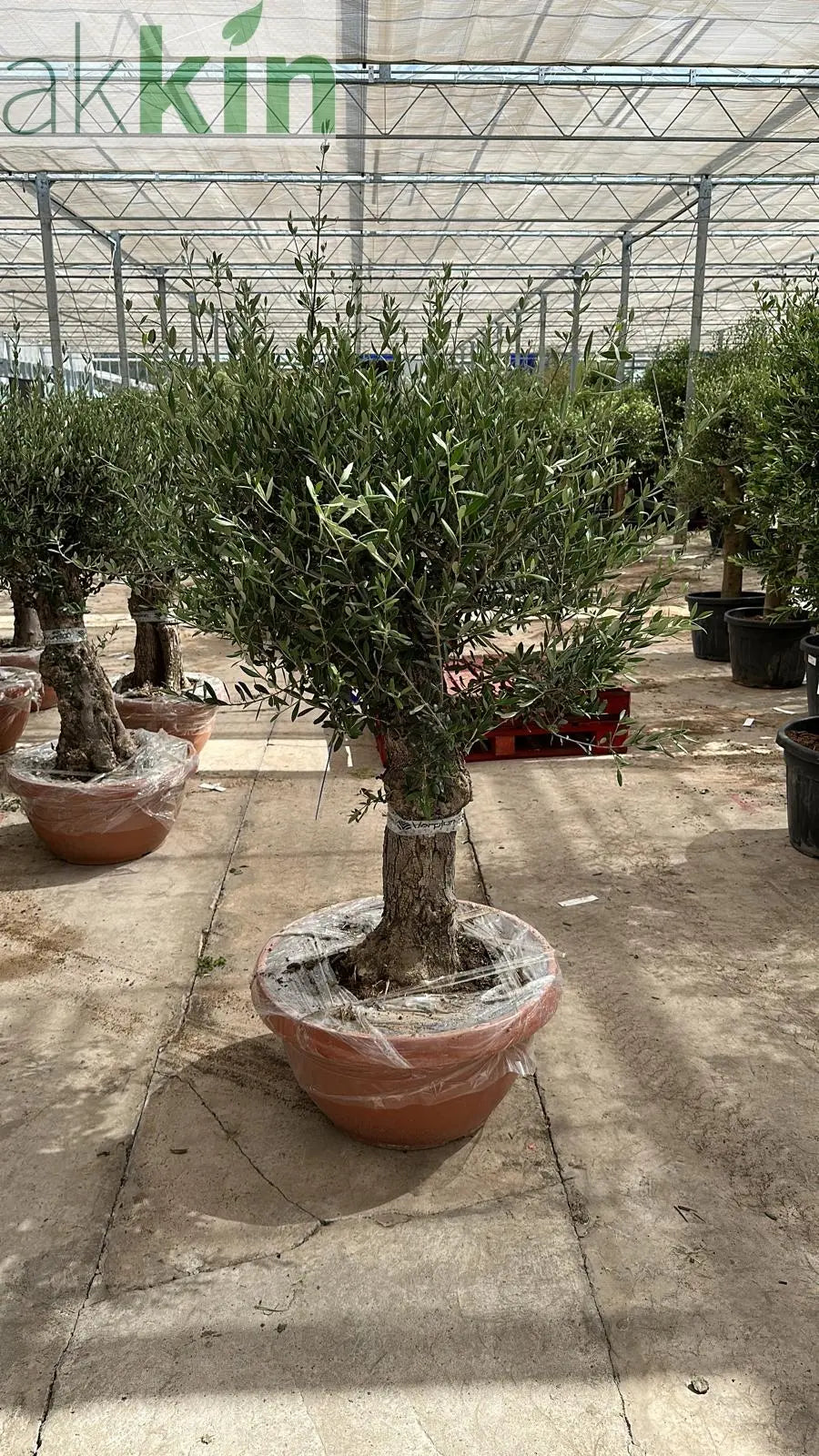 Olive Tree 75L Terracotta Bowl 1.3-1.4m Multibuy Offers Available) One Click Plants