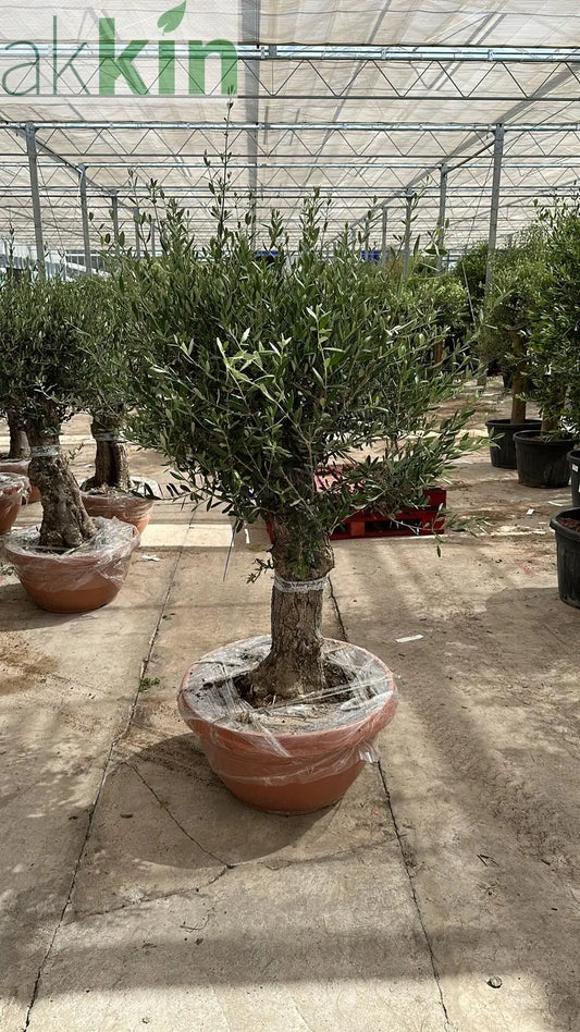 Olive Tree 75L Terracotta Bowl 1.3-1.4m Multibuy Offers Available) One Click Plants