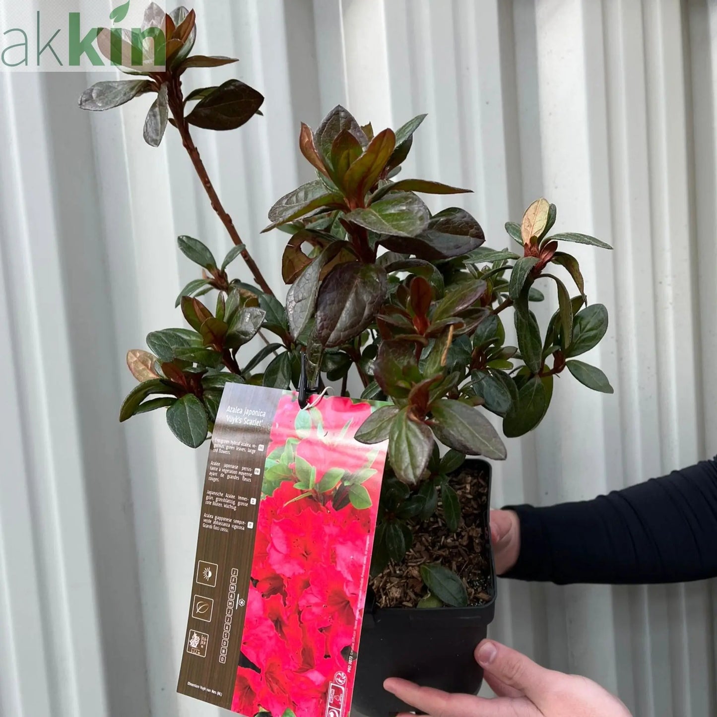Azalea japonica 'Vuyk's Scarlet' 2L One Click Plants