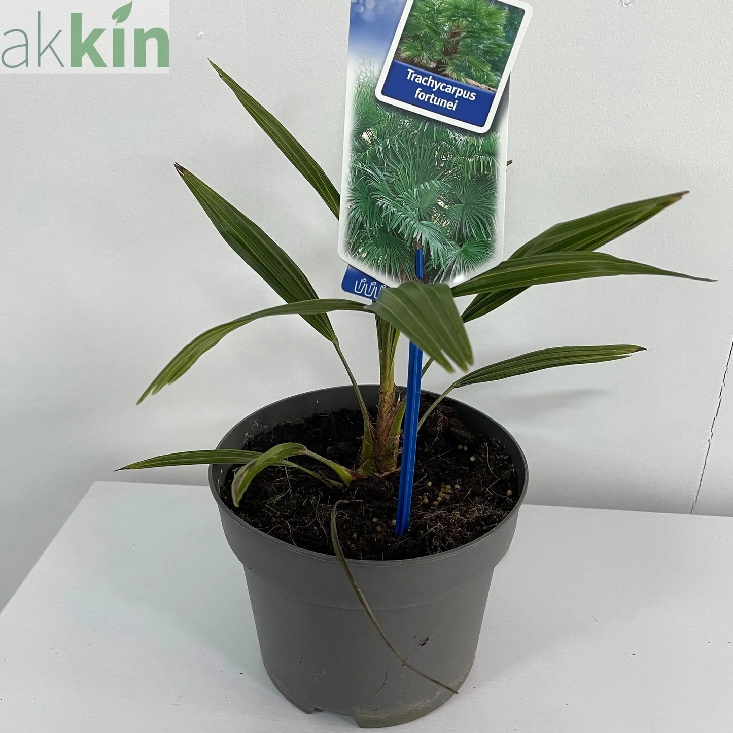 Trachycarpus Fortunei (Palm) One Click Plants