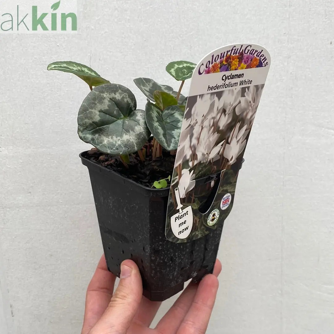 White Hardy Cyclamen (9cm Pot) One Click Plants