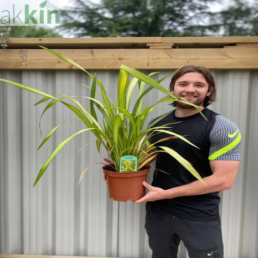 Phormium 'Yellow Wave' 9cm / 5L One Click Plants