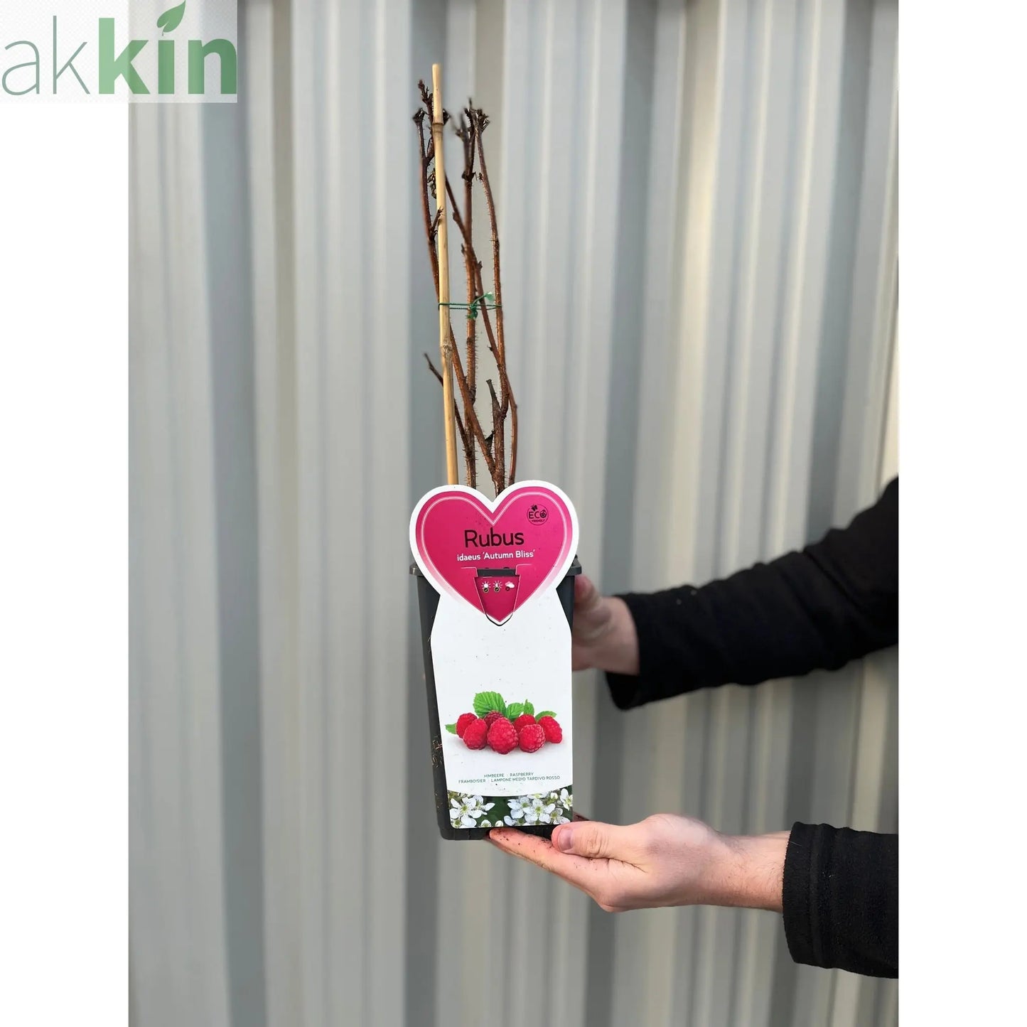 Autumn Bliss Raspberry Canes 1L One Click Plants