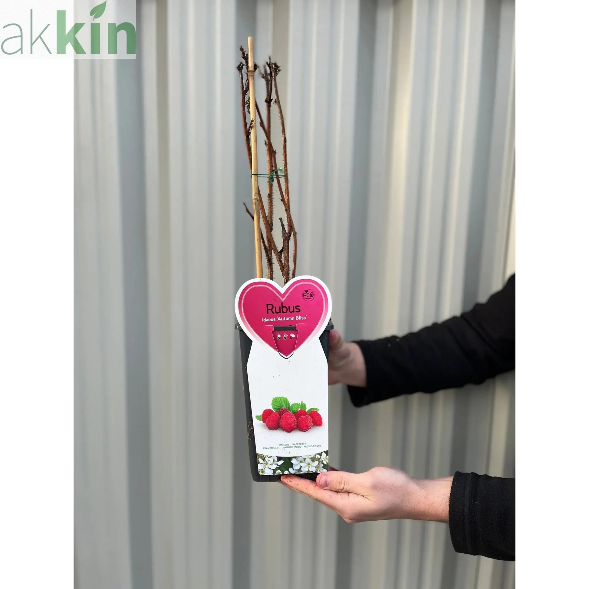 Autumn Bliss Raspberry Canes 1L One Click Plants