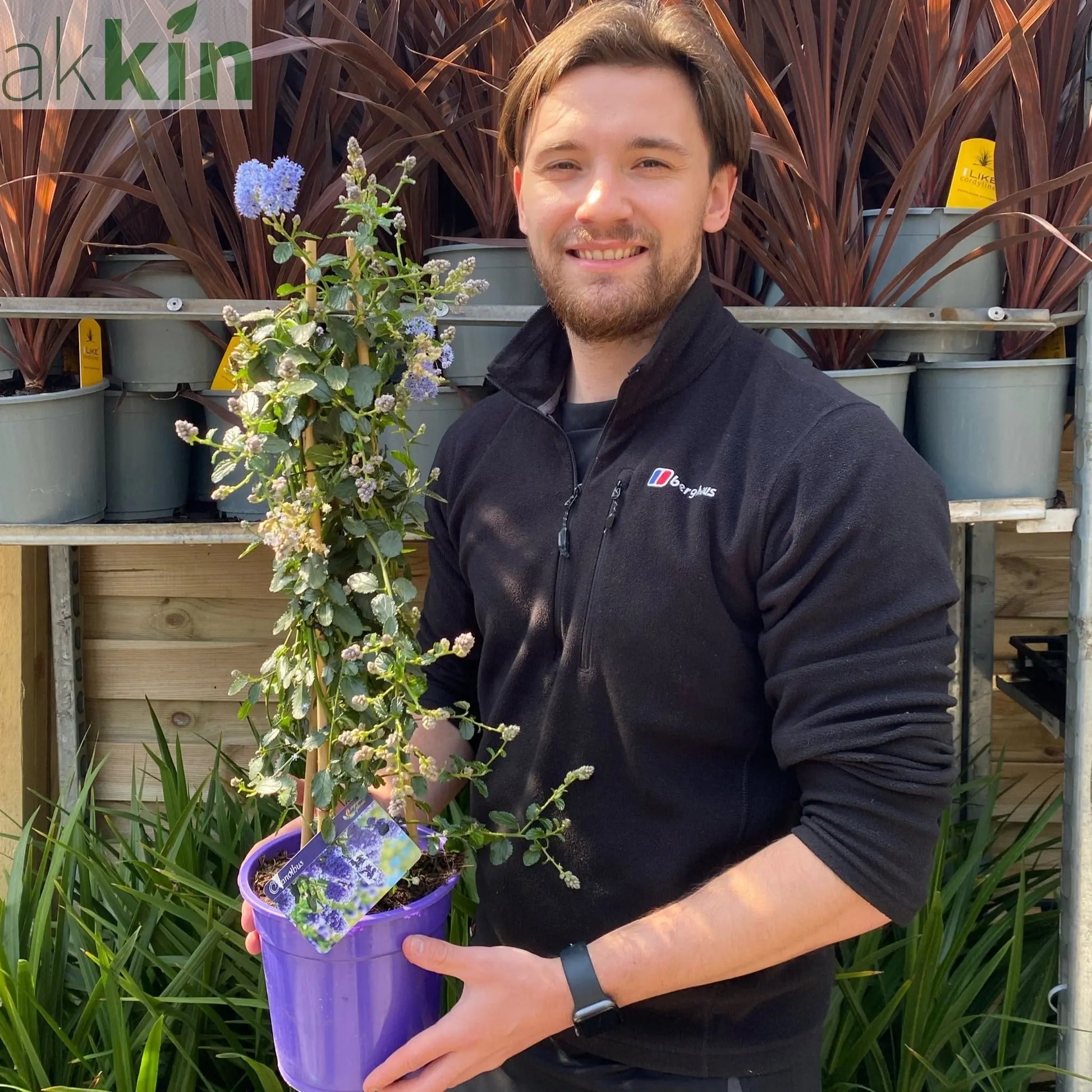 Ceanothus repens Pyramid 60-70cm One Click Plants