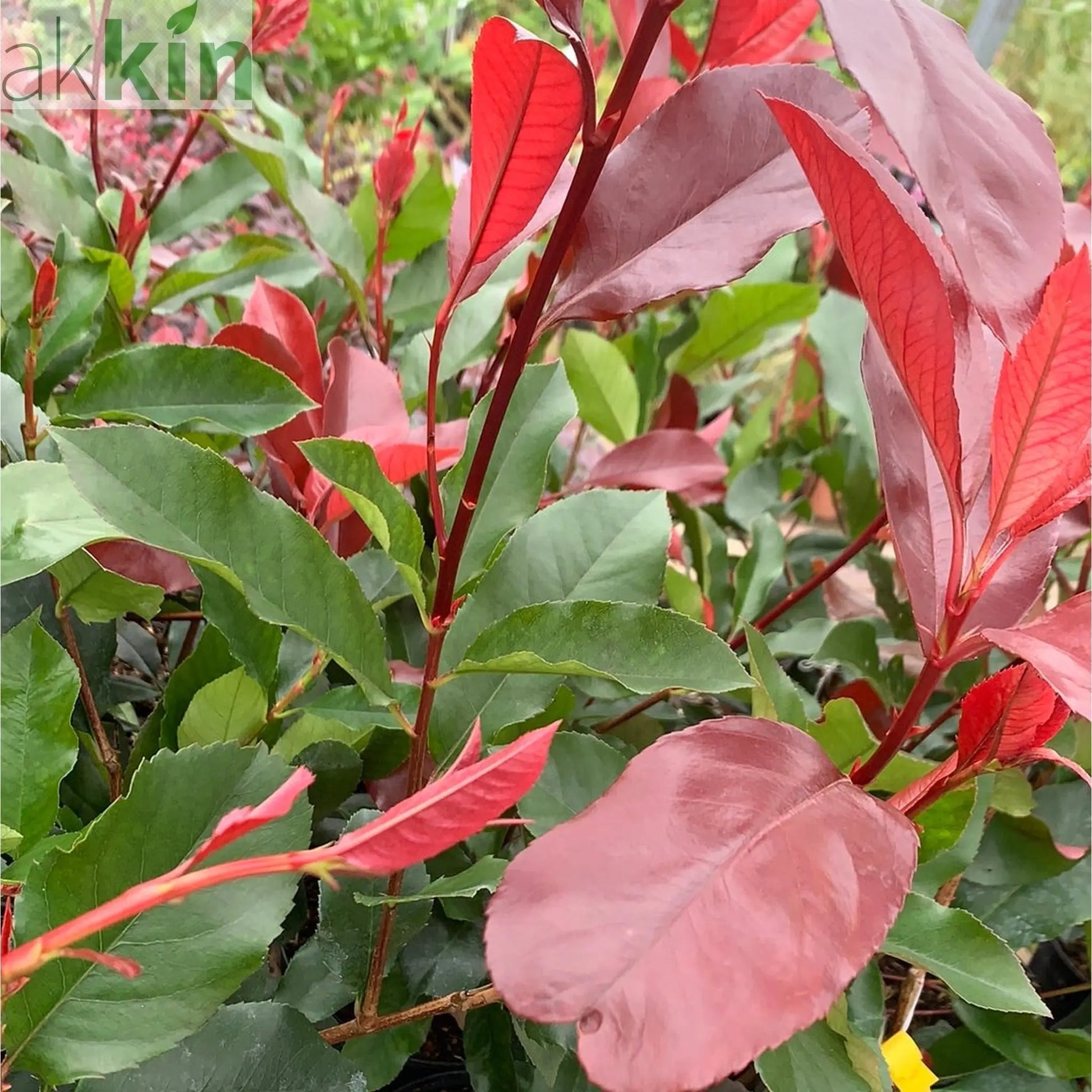 Photinia Canivily 80-90cm One Click Plants