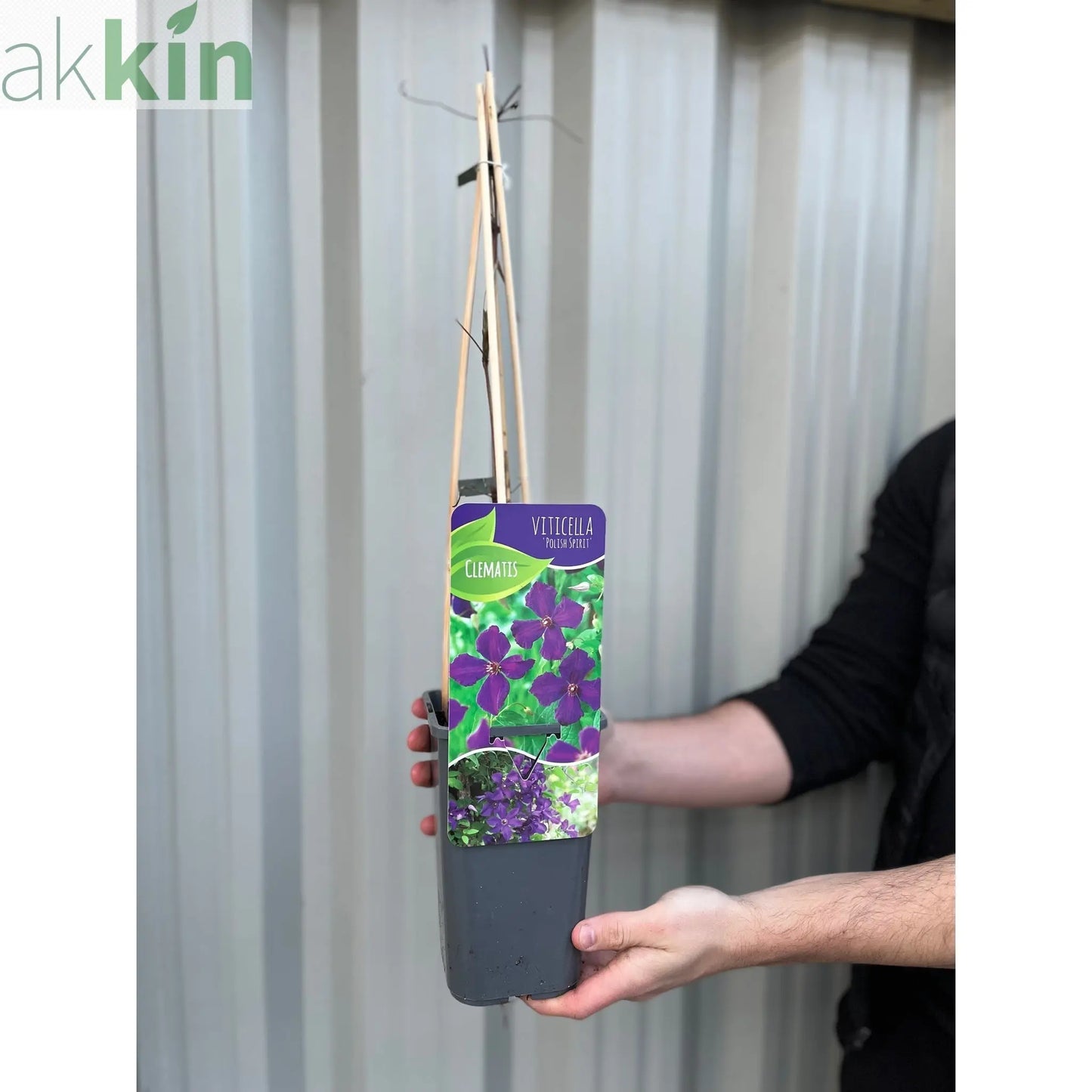 Clematis 'Polish Spirit' 60cm One Click Plants