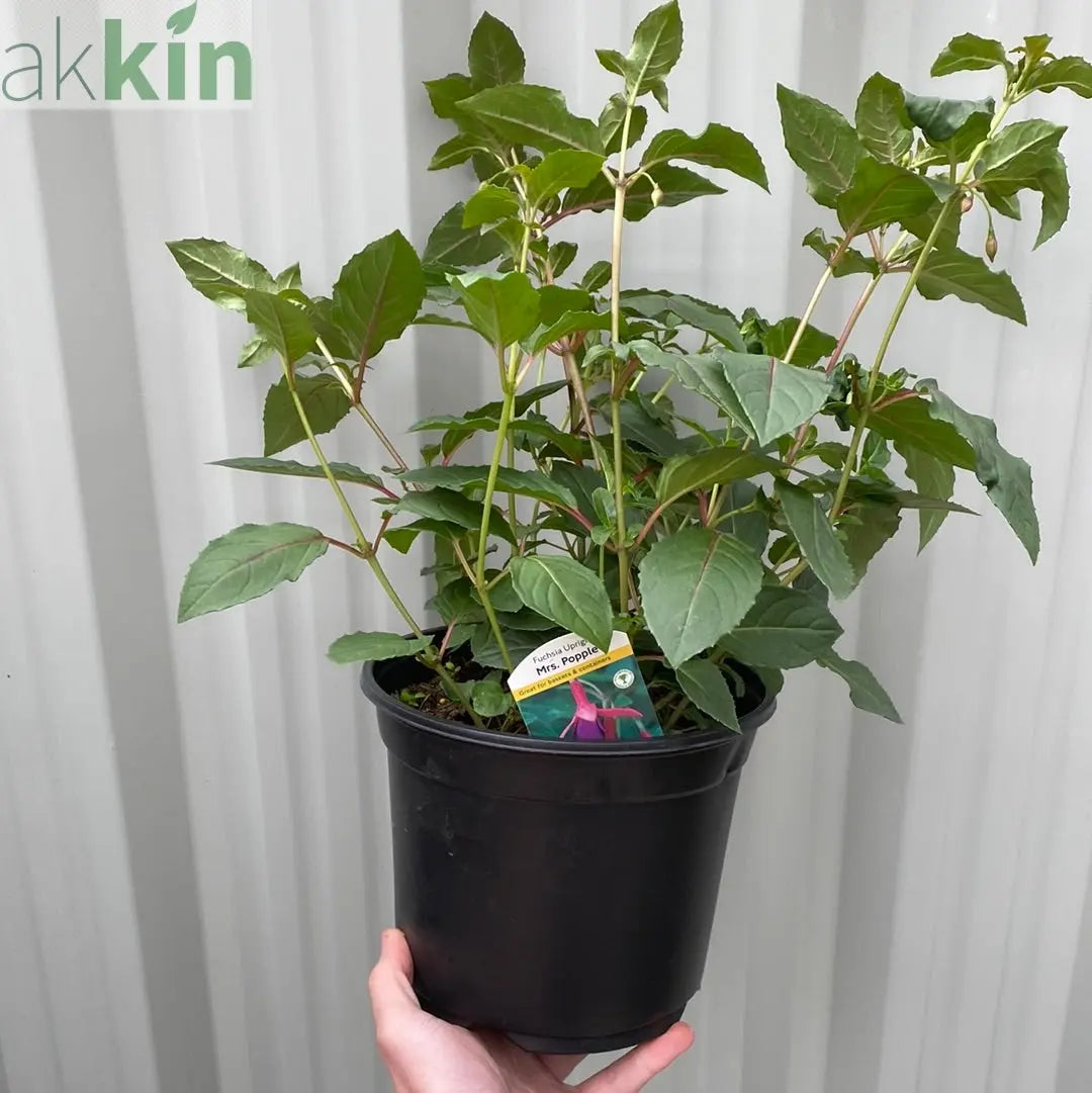 Hardy Fuchsia 'Mrs Popple' 9cm / 2L One Click Plants