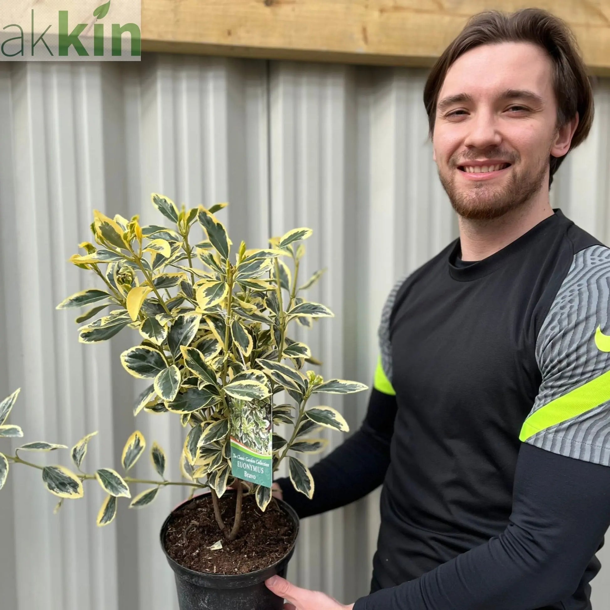 Euonymus japonicus 'Bravo' 9cm / 3L One Click Plants