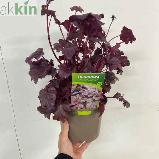 Heuchera 'Plum Pudding' 9cm/2L One Click Plants