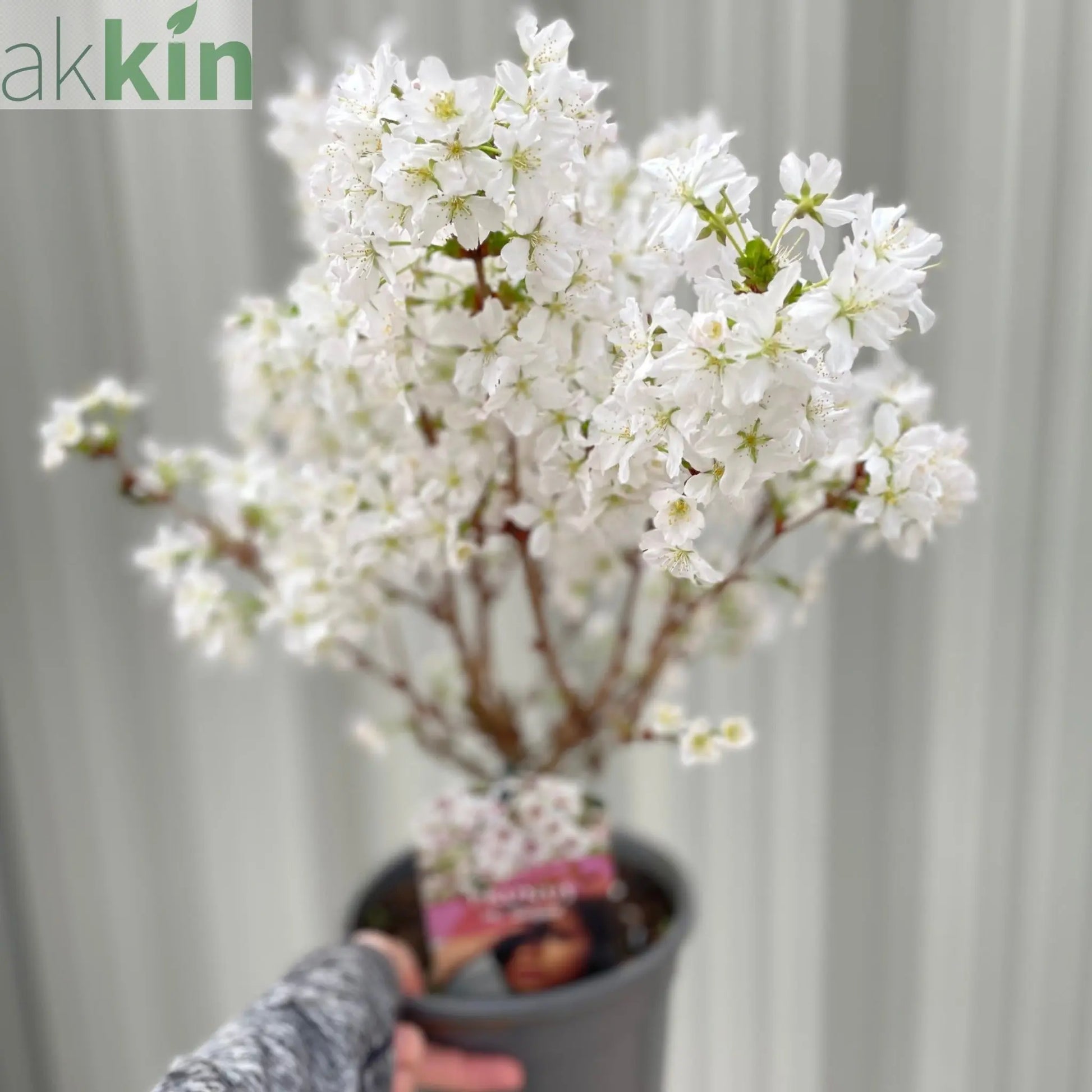 Ornamental Flowering Cherry Blossom Shrub - ‘Briljant’ One Click Plants