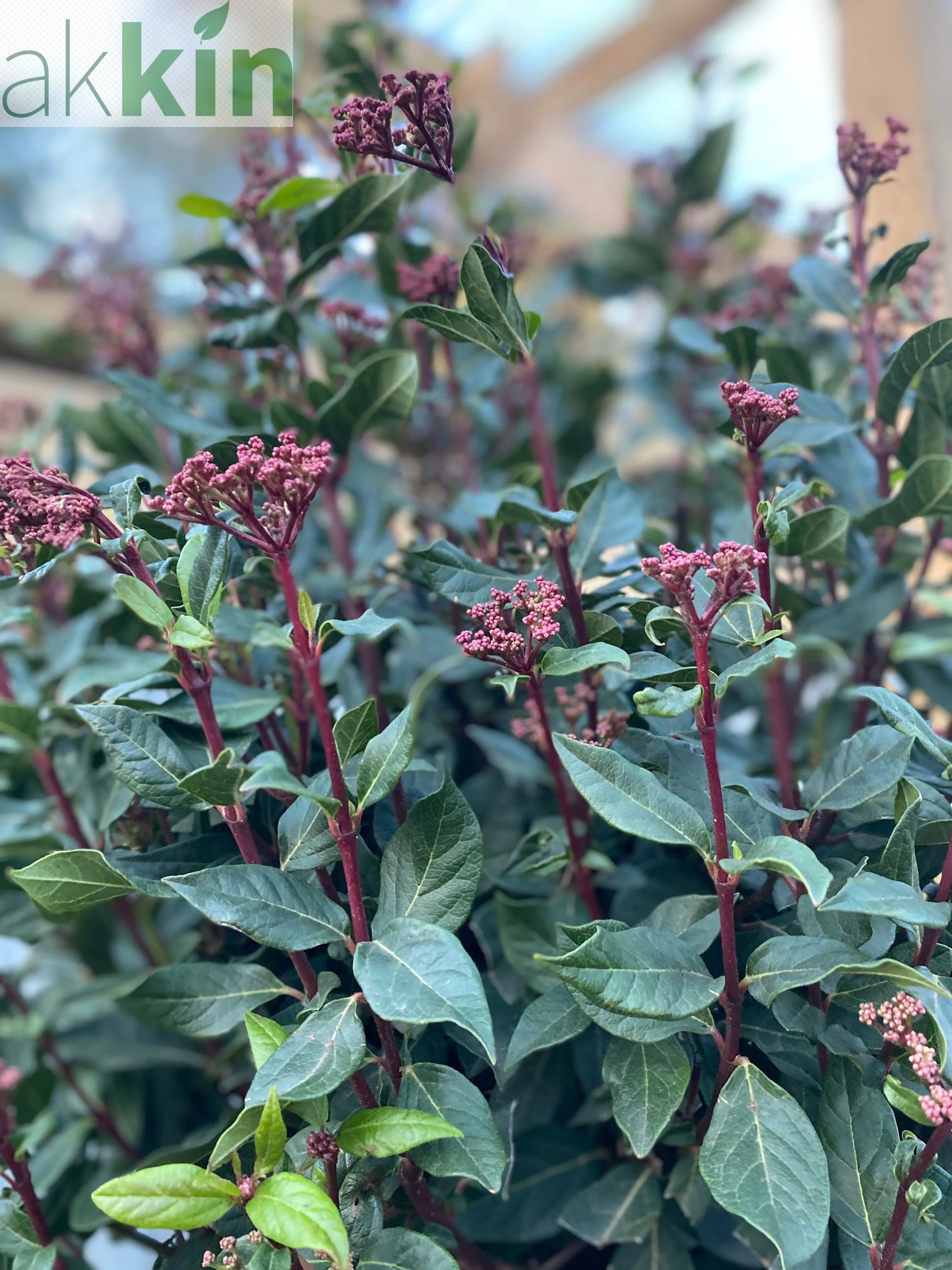 Half Standard Viburnum tinus 'Eve Price' One Click Plants