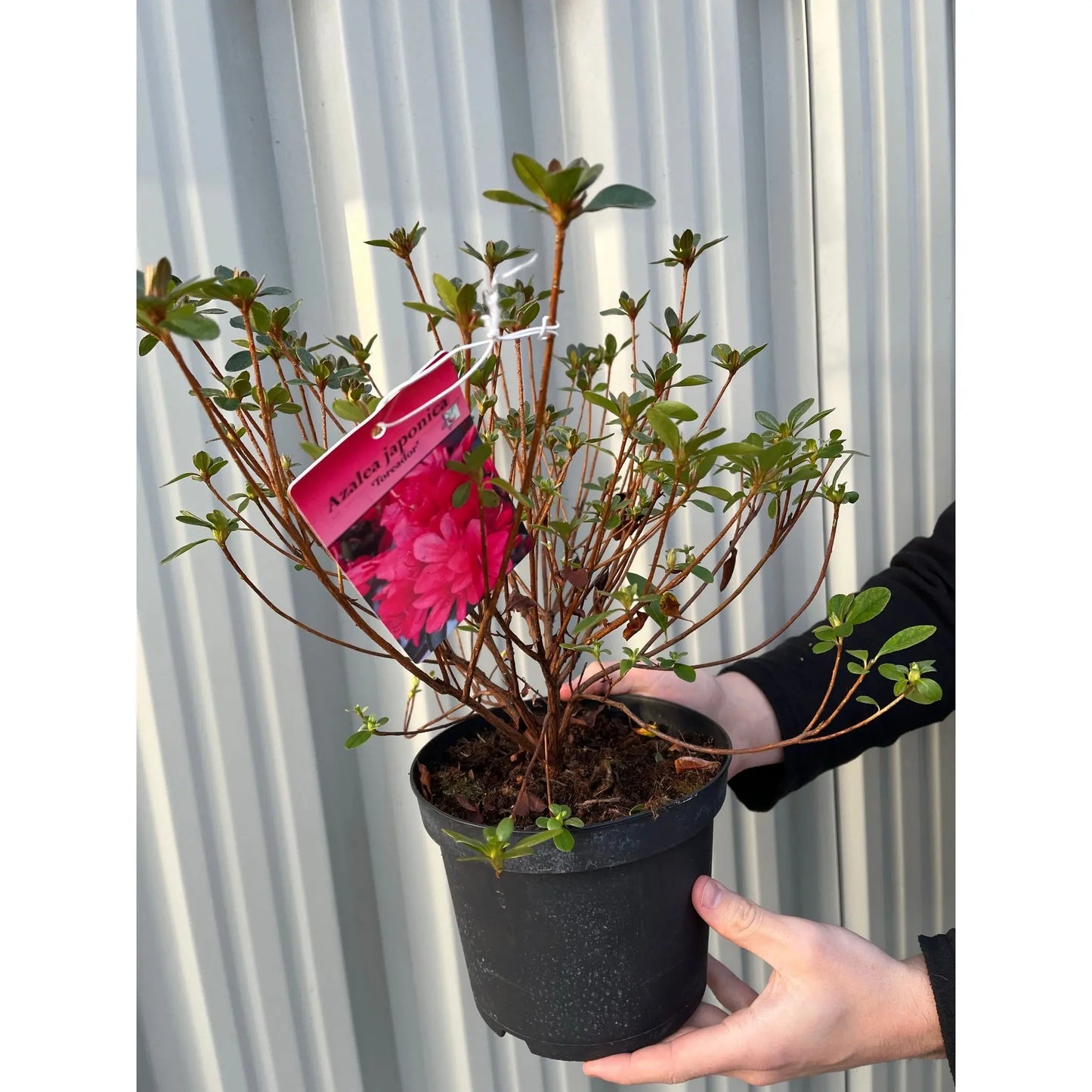 Azalea 'Toreador' 2L One Click Plants