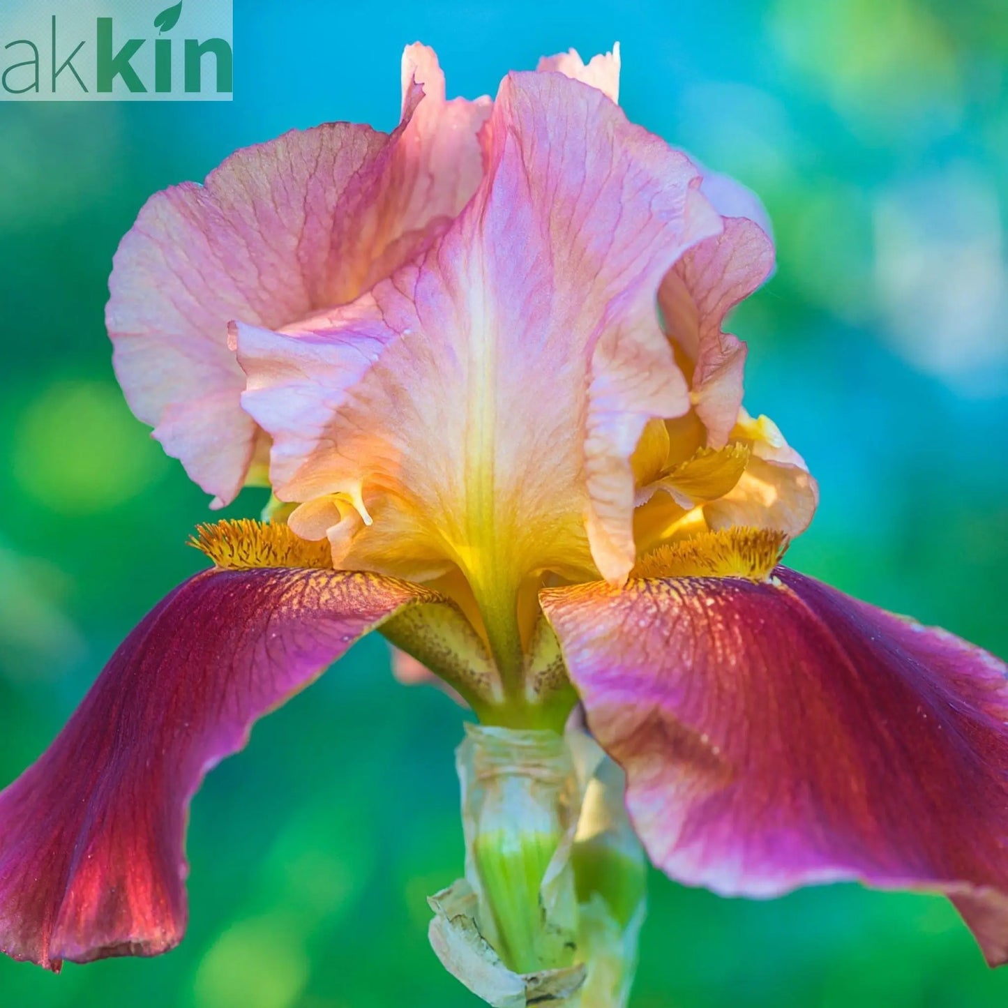 Iris - Paprikash (Red/Orange/Yellow) 1.5L One Click Plants
