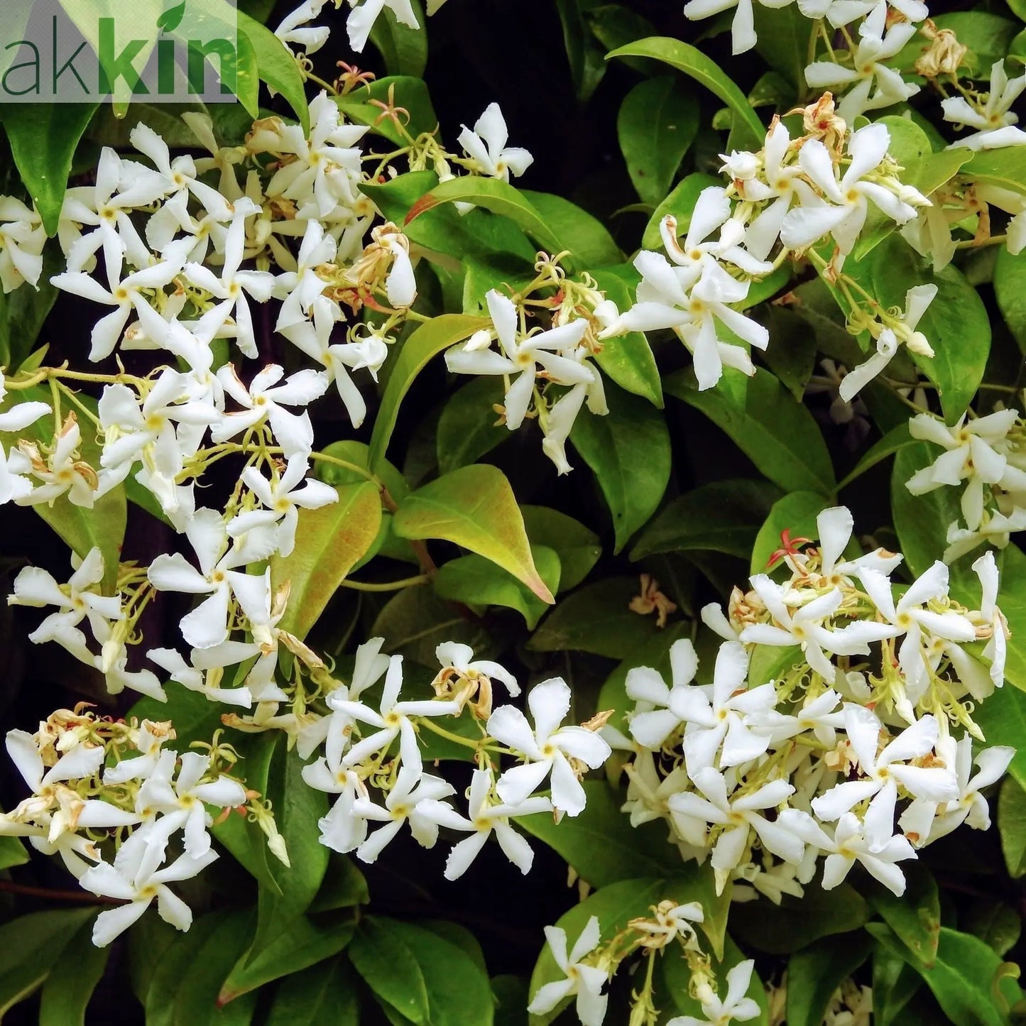 Trachelospermum jasminoides | Evergreen Star Jasmine Cone One Click Plants