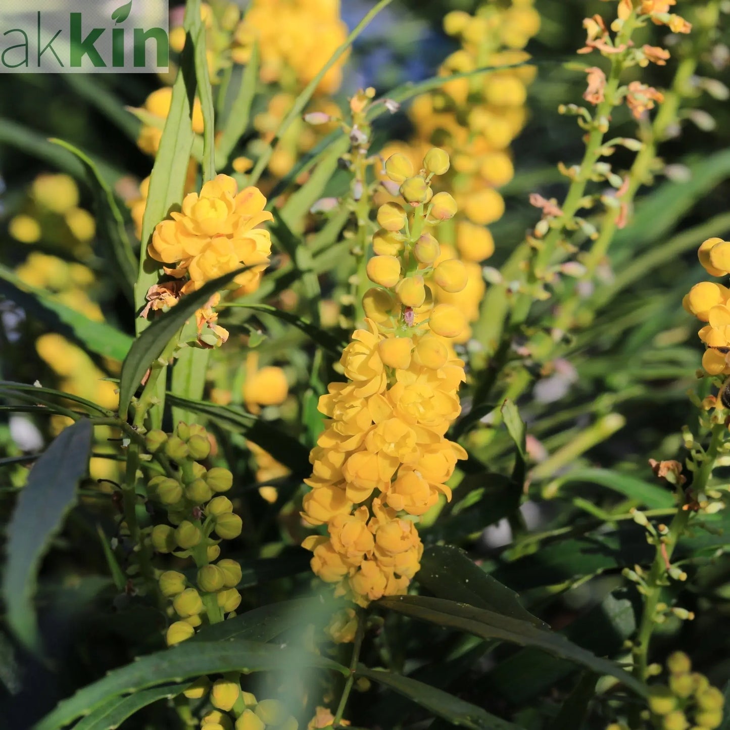 Mahonia 'Soft Caress' 2L One Click Plants