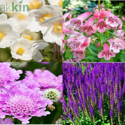 4 x Mixed Perennials – Pink, White & Purple | 9cm Pots One Click Plants