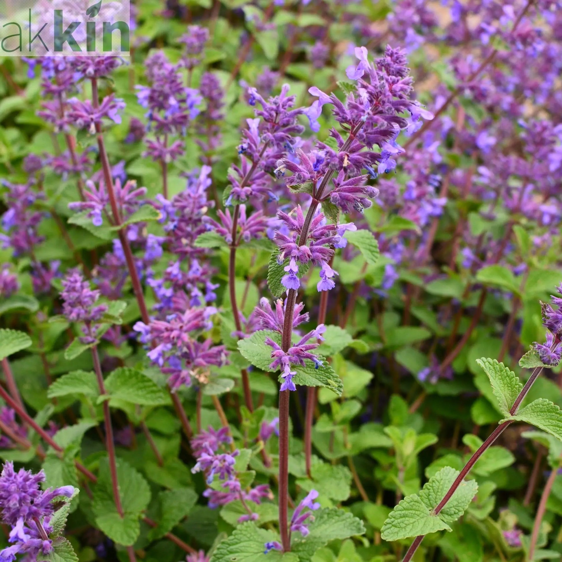 Nepeta faassenii (Catmint) 1.5L One Click Plants