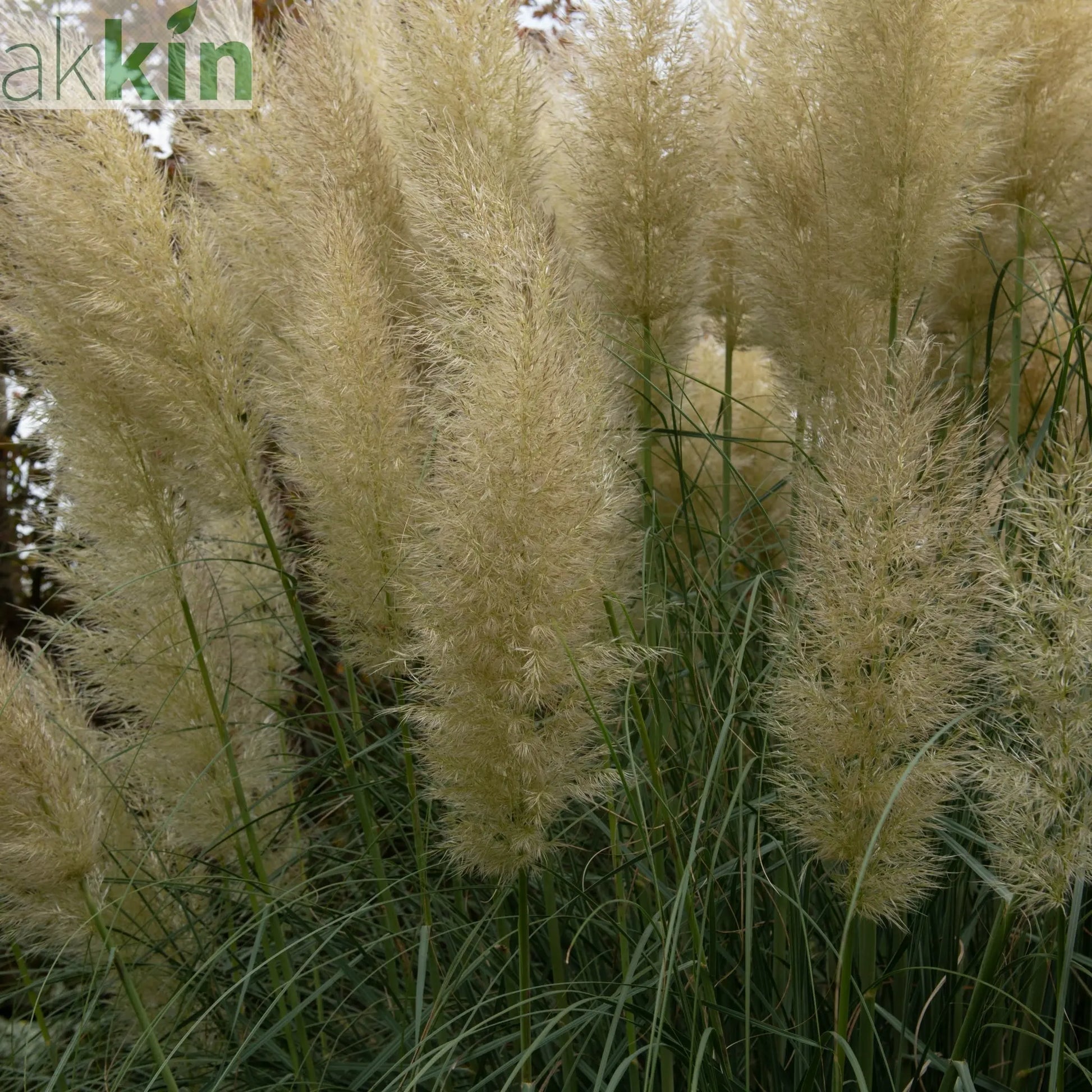 Pampas Grass - Cortaderia selloana Pumila 2L/5L One Click Plants