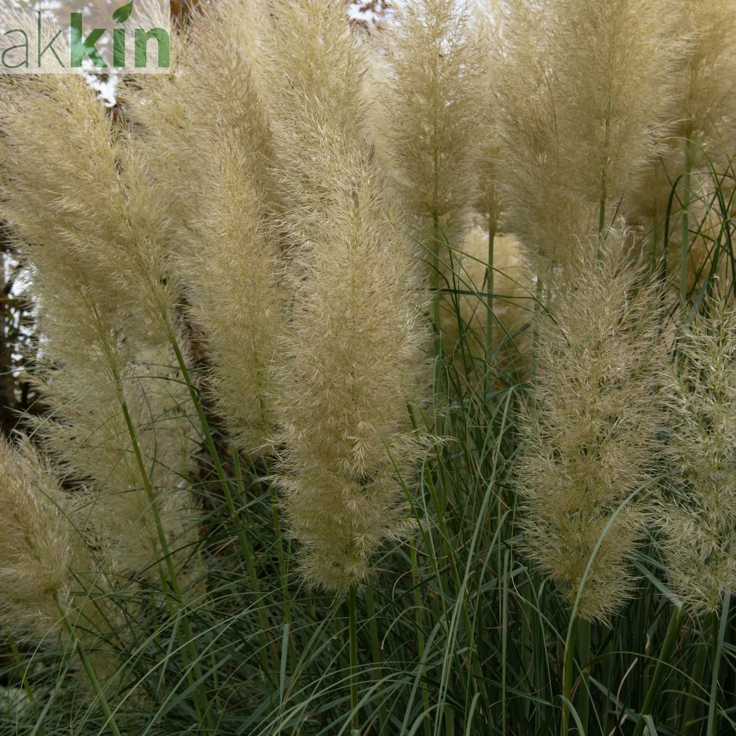 Pampas Grass - Cortaderia selloana White Plume - 40-60cm One Click Plants