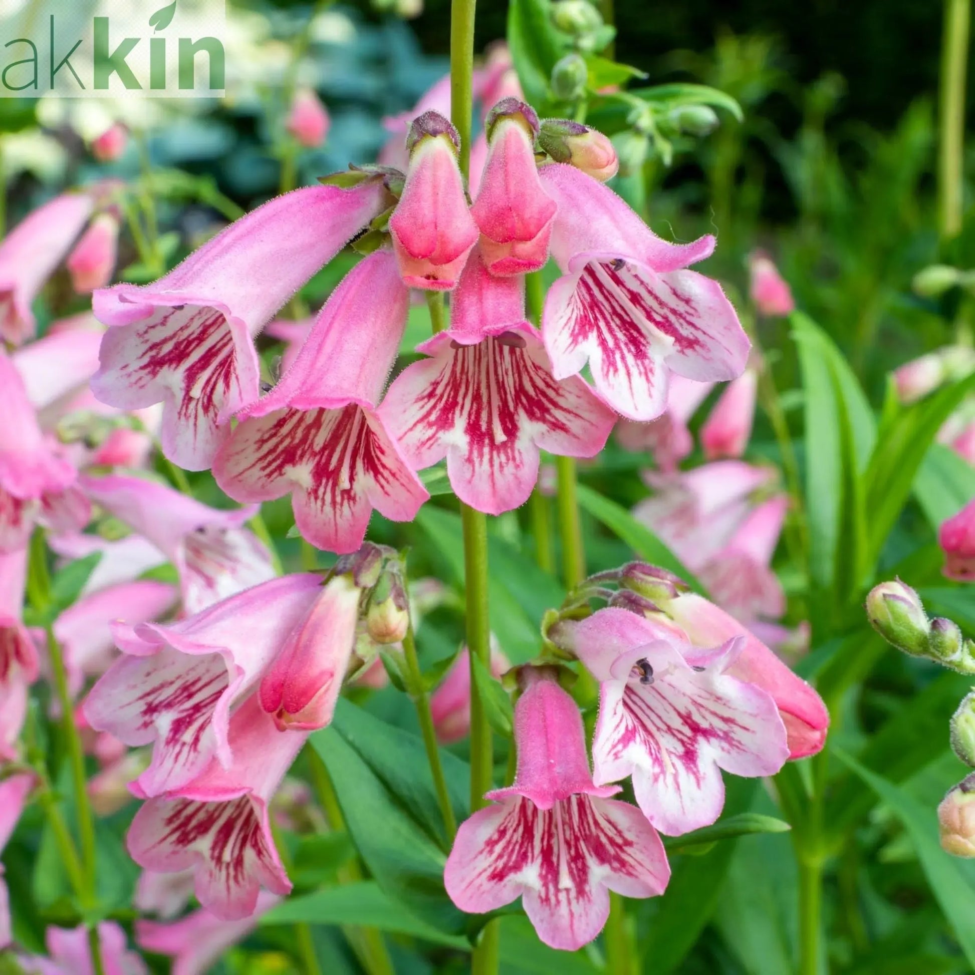 4 x Mixed Perennials – Pink, White & Purple | 9cm Pots One Click Plants