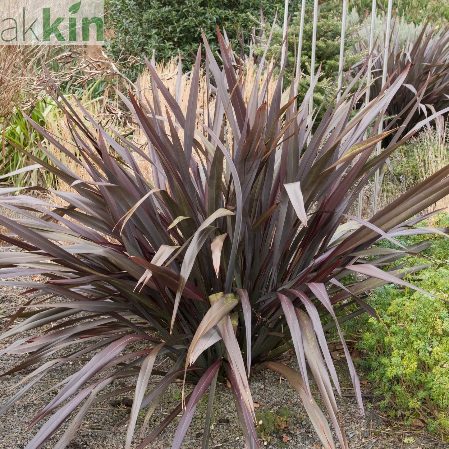 Phormium 'Platts Black' 3L/5L/10L One Click Plants