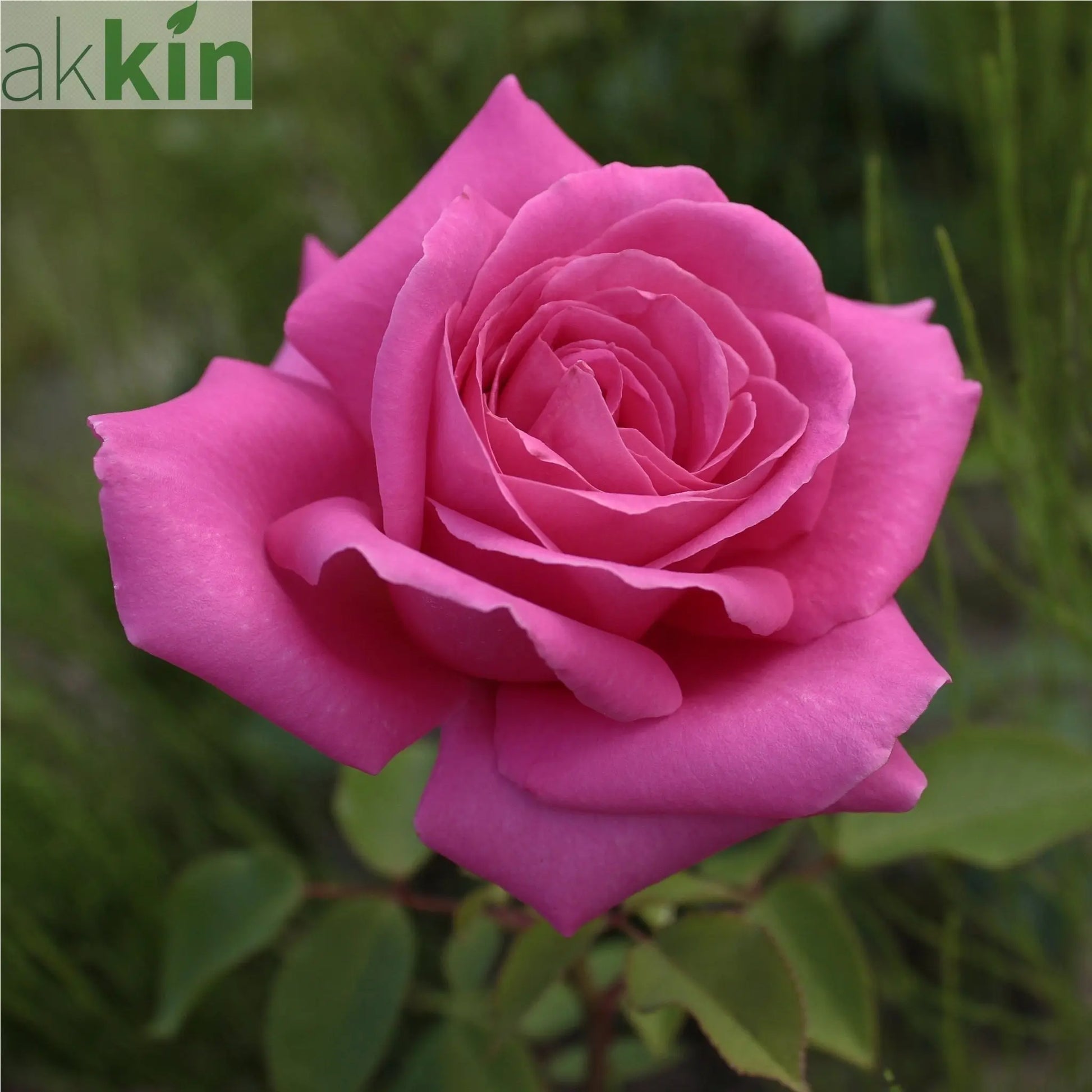 Pink Favourite Rose -  Hybrid Tea (PRE ORDER DECEMBER '25) One Click Plants
