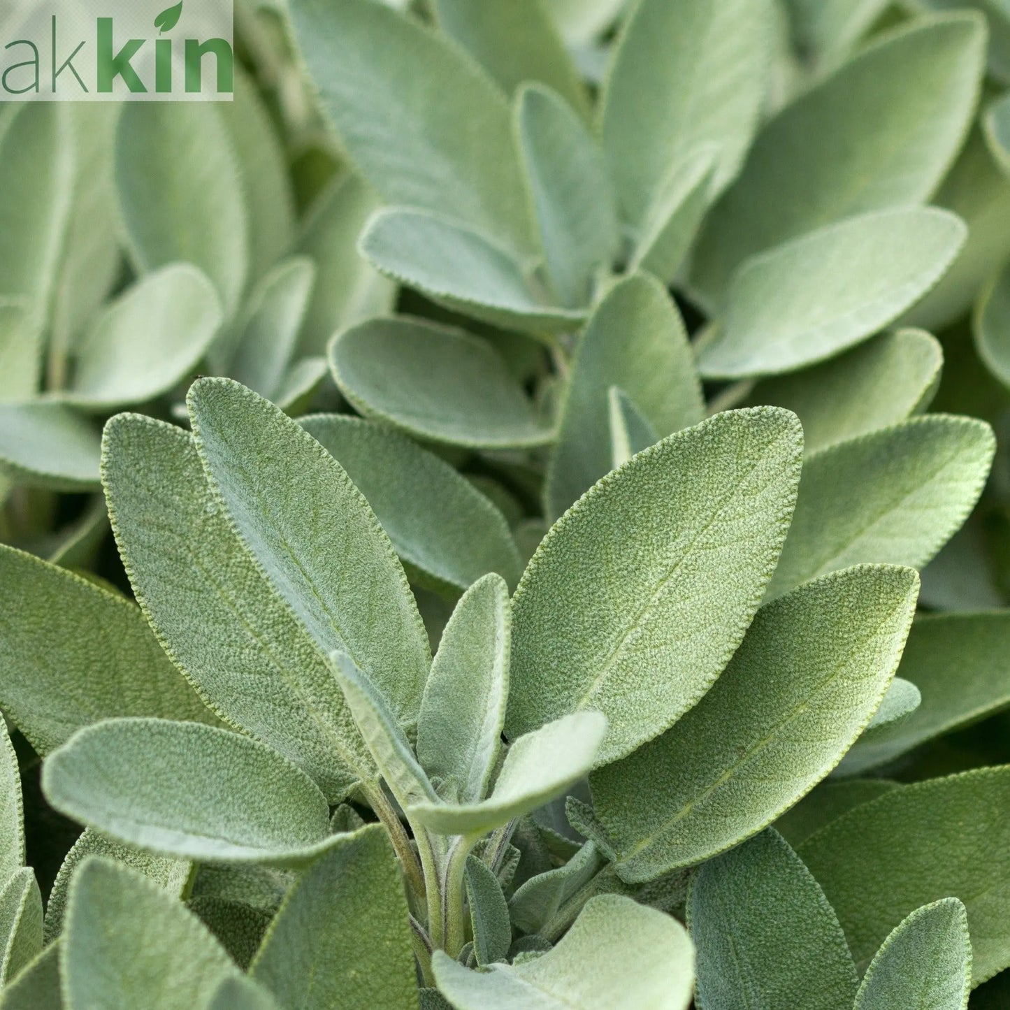 Sage Broad Leaved (Herb) 9cm One Click Plants